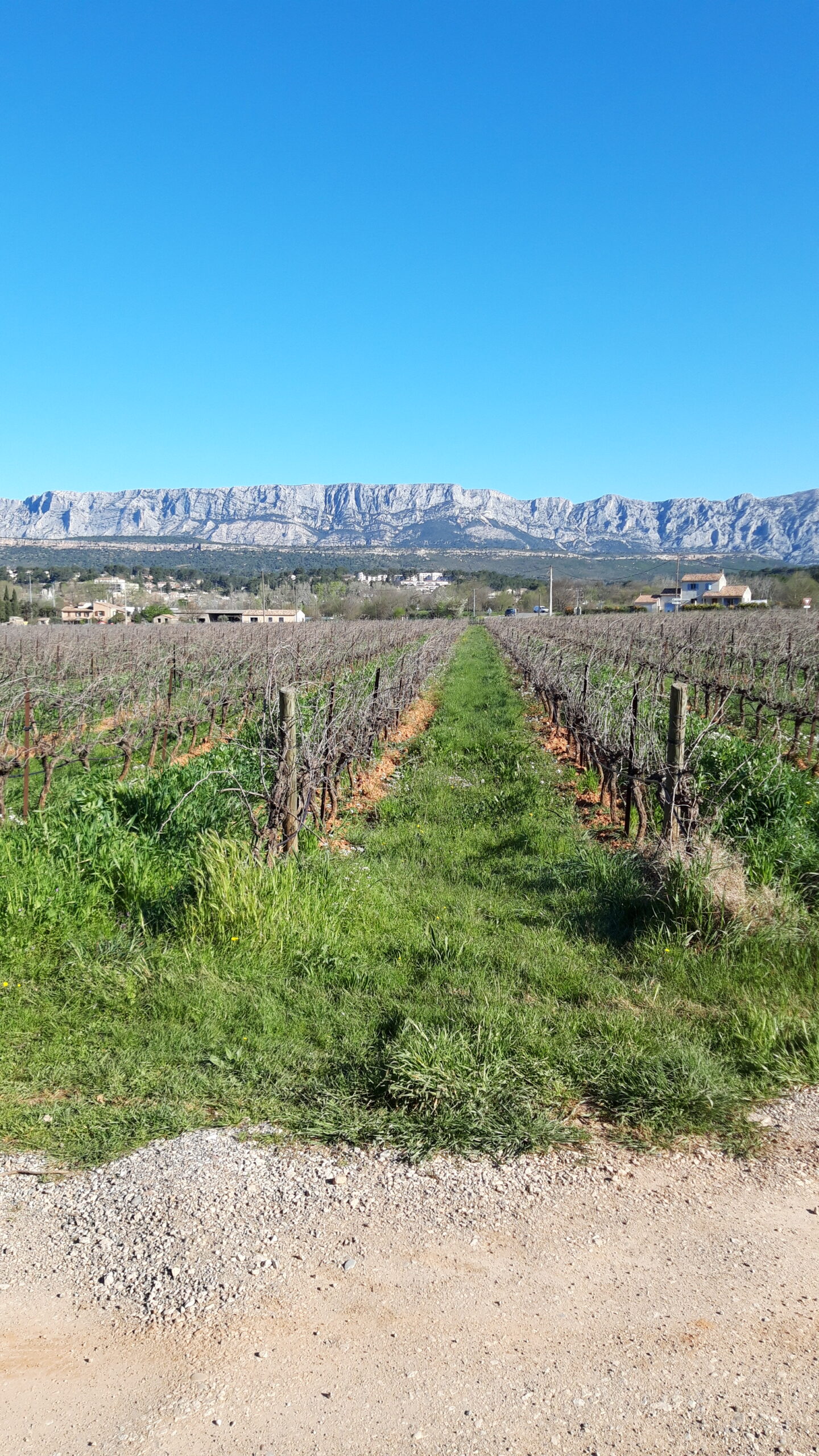 Domaine Terre de Mistral